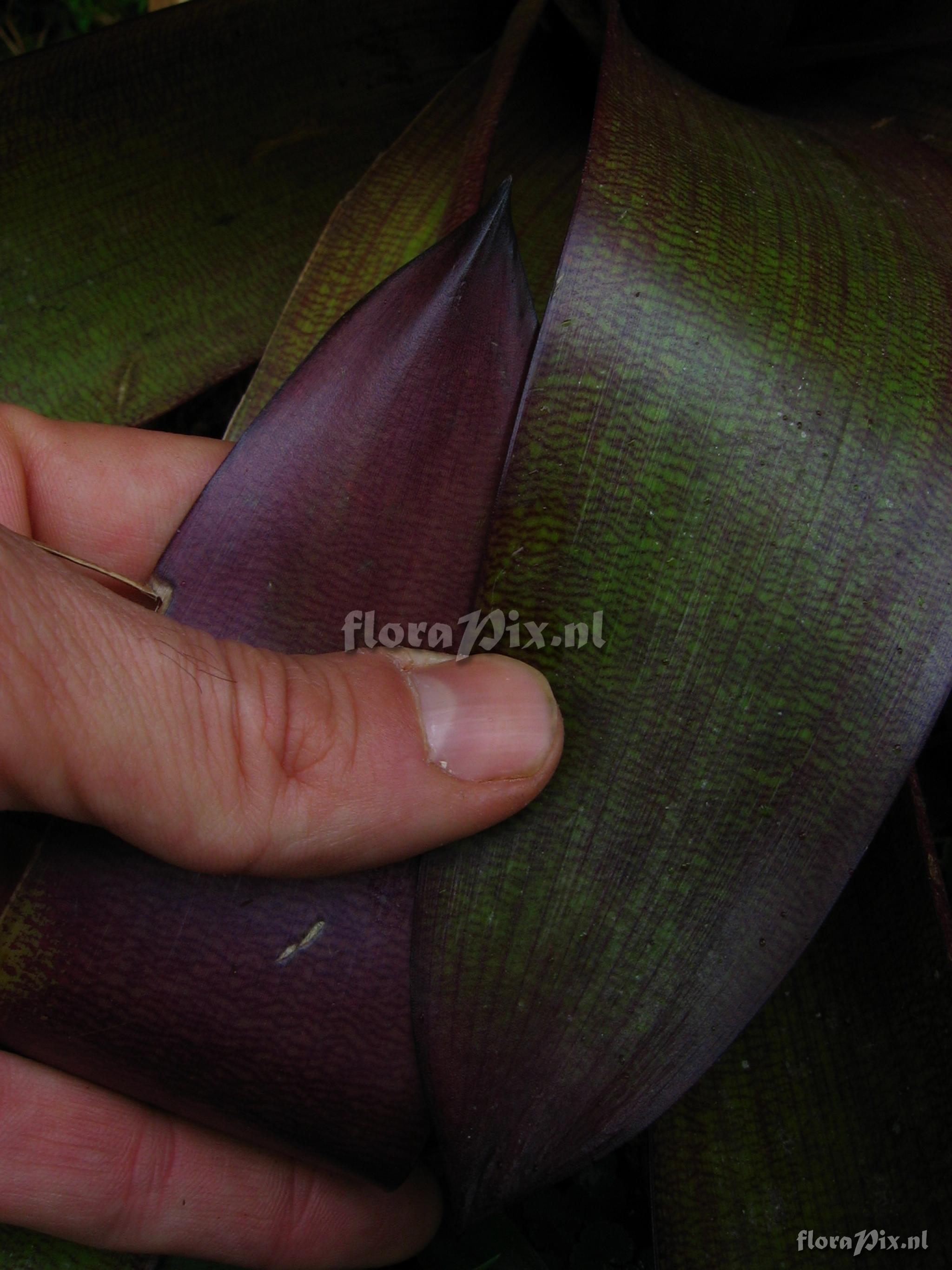 Guzmania sp. nov. 