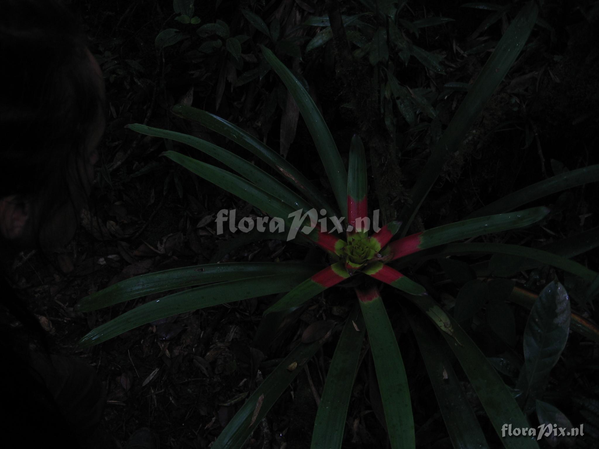 Guzmania squarrosa (Mez & Sodiro) L.B. Smith & Pittd.