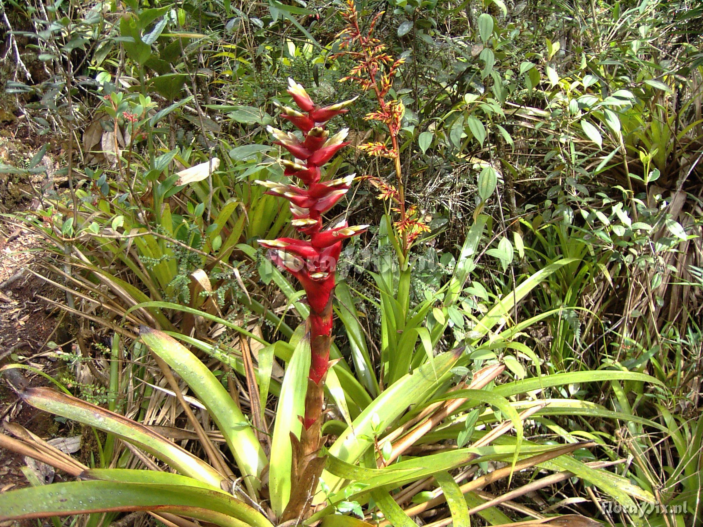 Vriesea rubrobracteata 