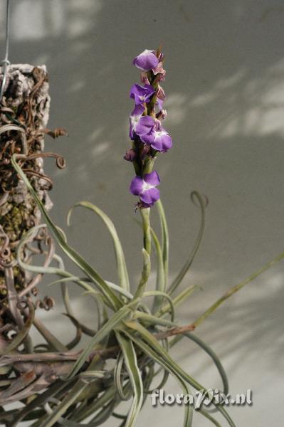 Tillandsia duratii var. duratii