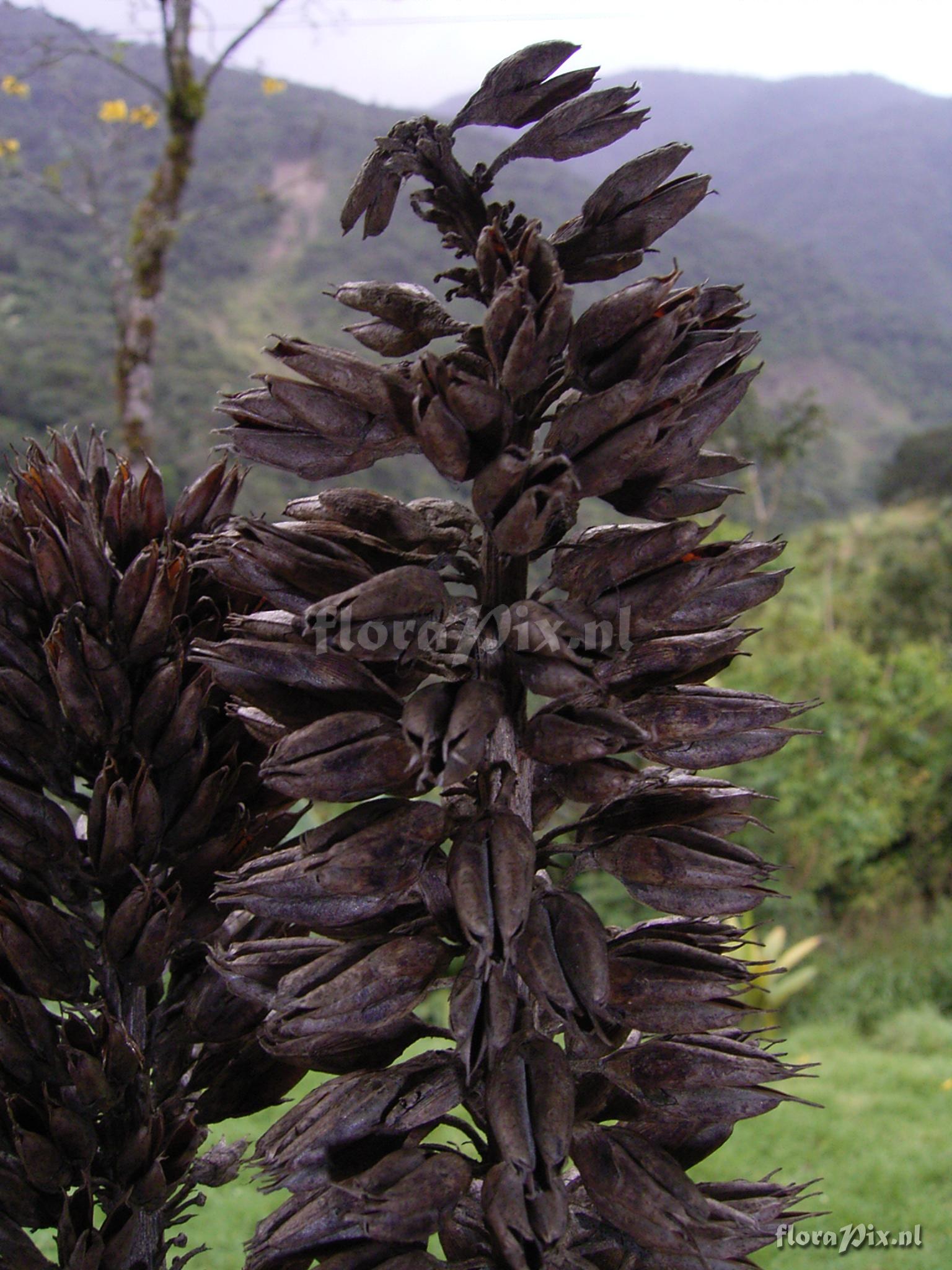 Pitcairnia trianae Andr var. retusa L.B. Sm.