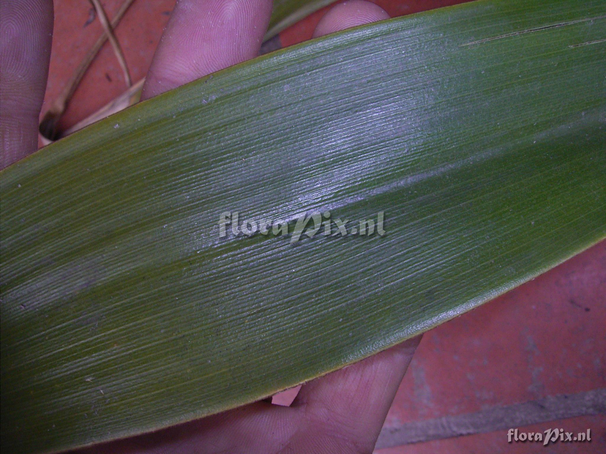 Pitcairnia trianae Andr var. retusa L.B. Sm.