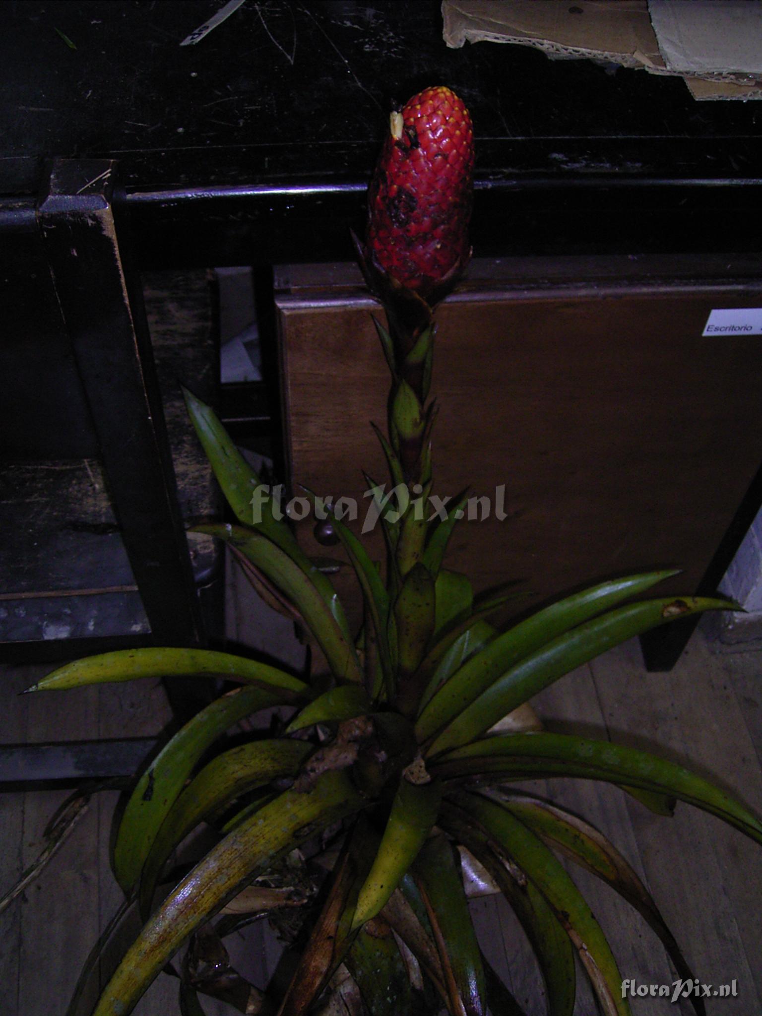 Guzmania bipartita