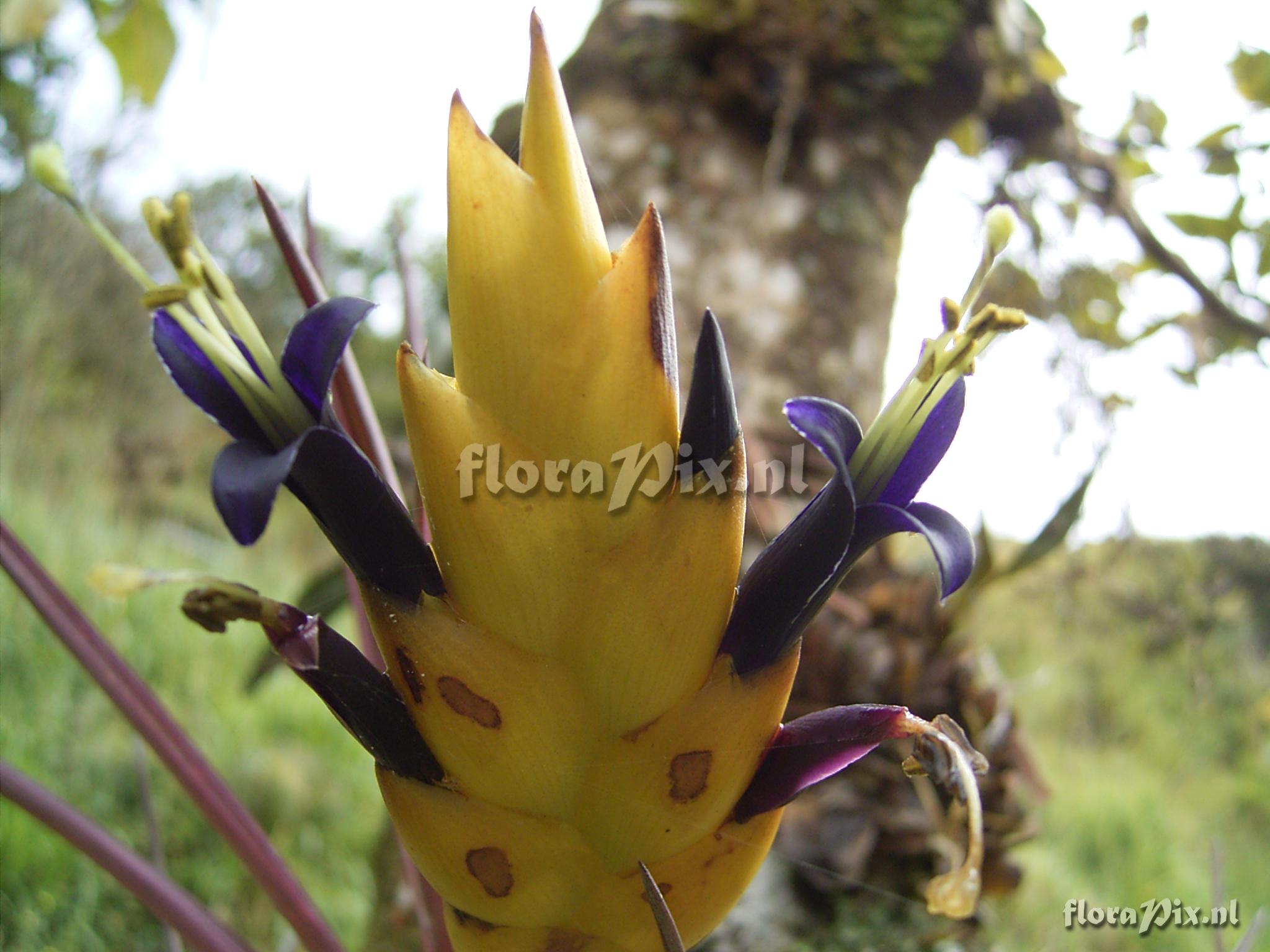 Vriesea cathcartii H. Luther