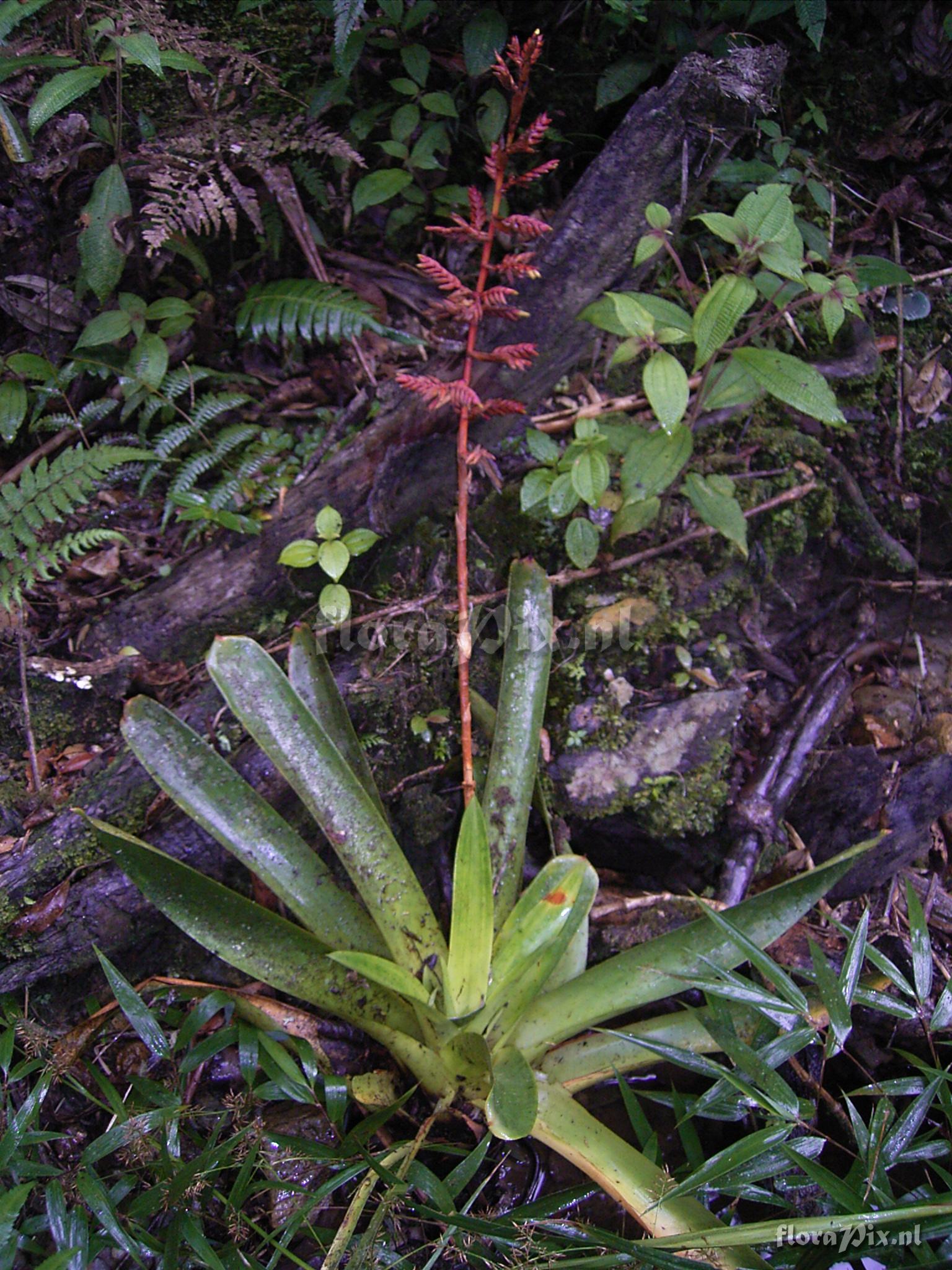 Tillandsia truncata L.B. Sm var. major  H. Luther