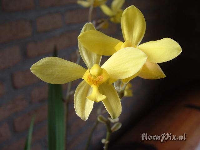 Spathoglottis hybride