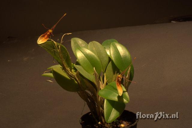 Restrepia trichoglossa