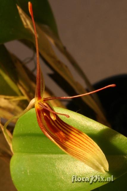 Restrepia trichoglossa