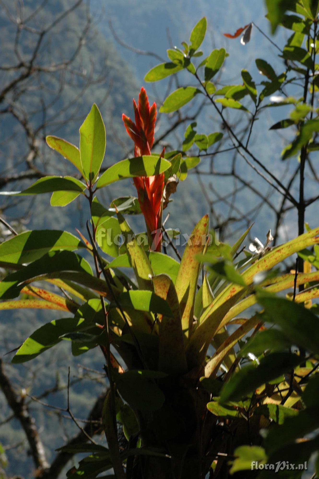 Tillandsia dudleyi