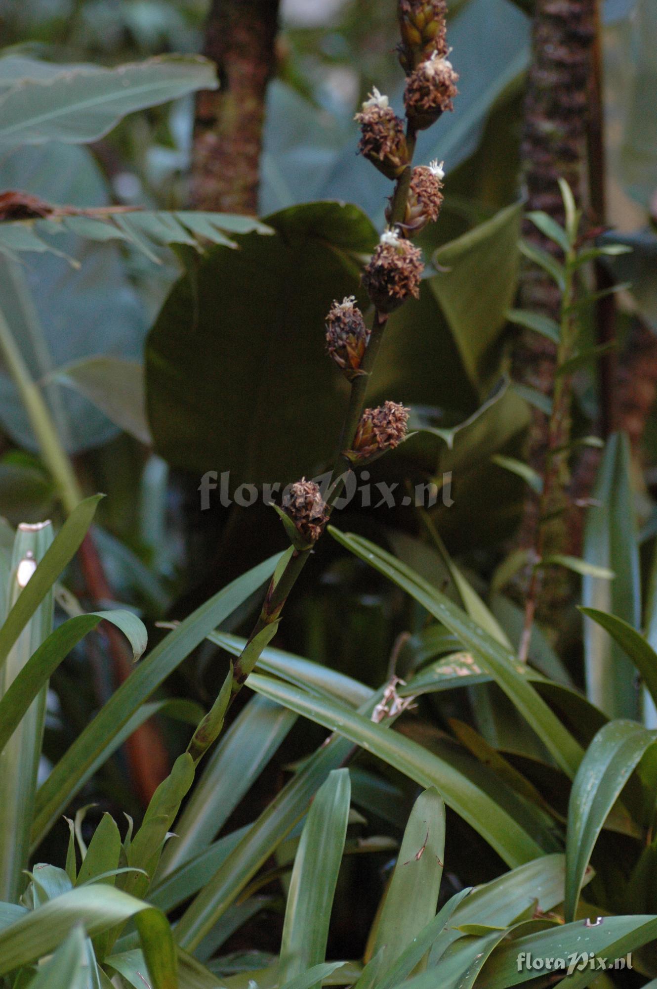 Guzmania cuzcoensis