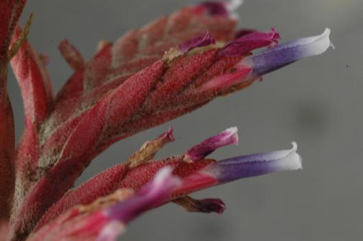 Tillandsia appendiculata (Vriesea)