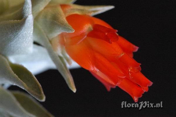 Tillandsia edithae