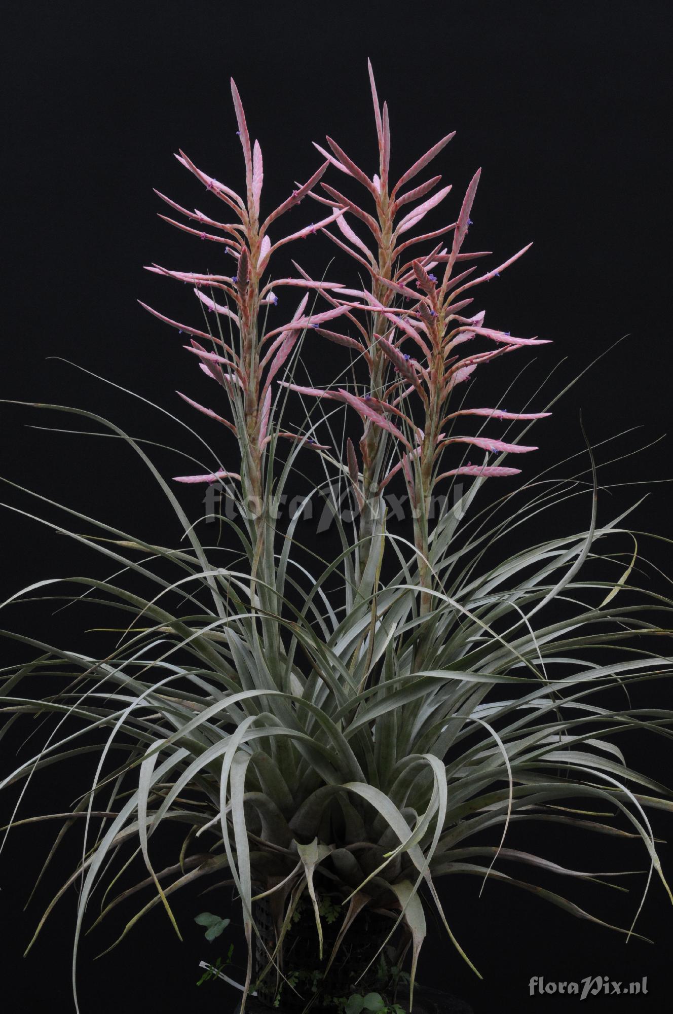 Tillandsia appenii