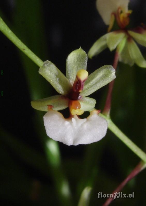 Ornithophora radicans