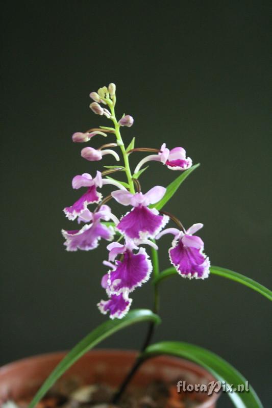 Ponerorchis graminifolia