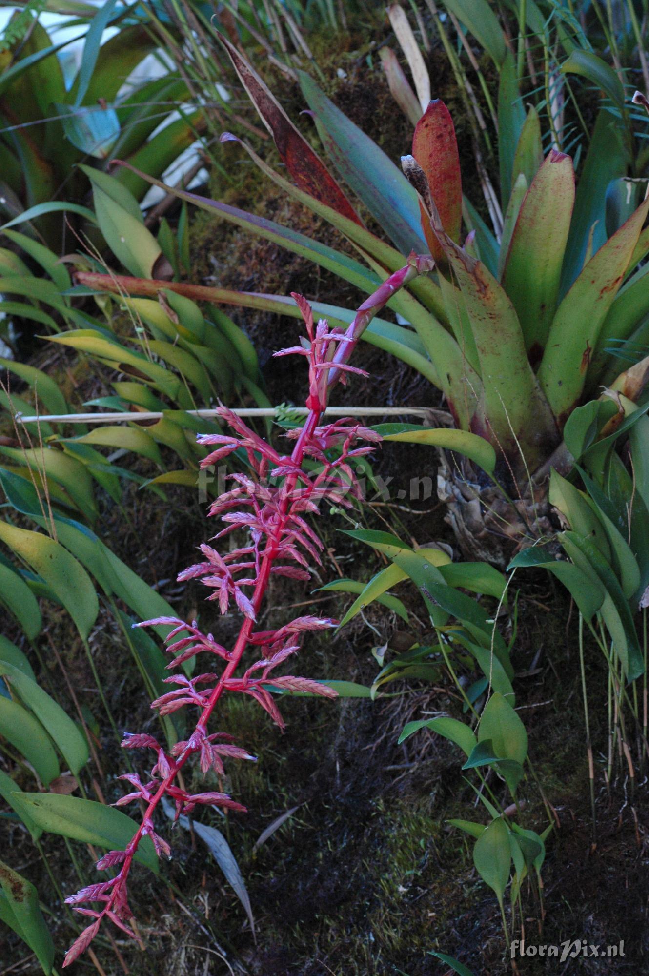 Tillandsia cf. tovarensis