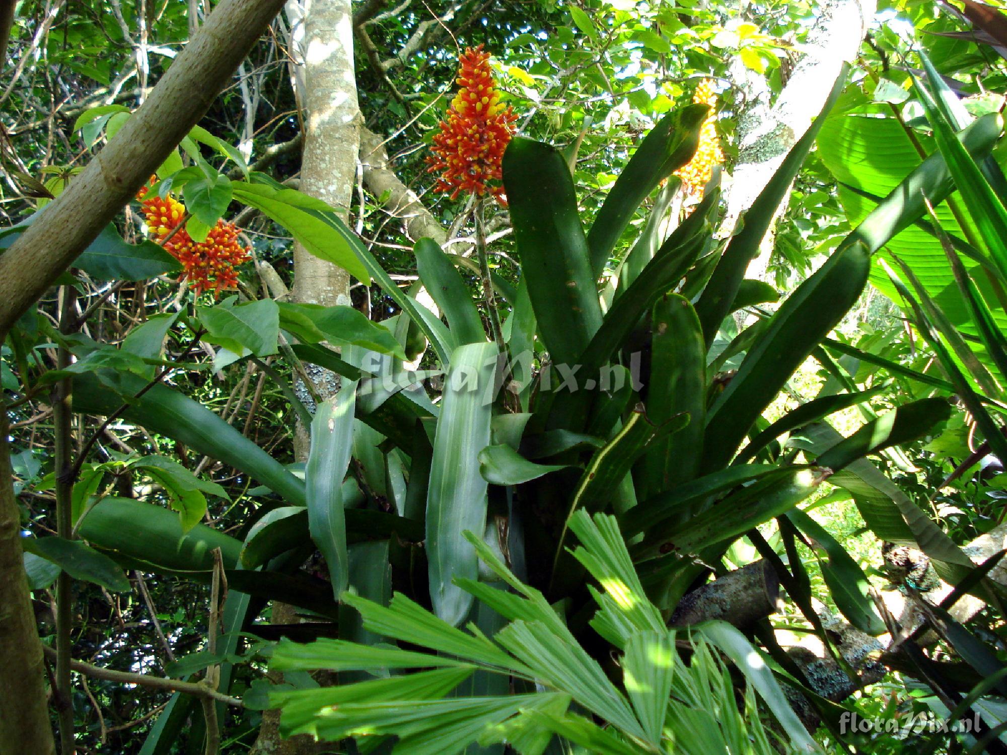 Aechmea caudata var. variegata