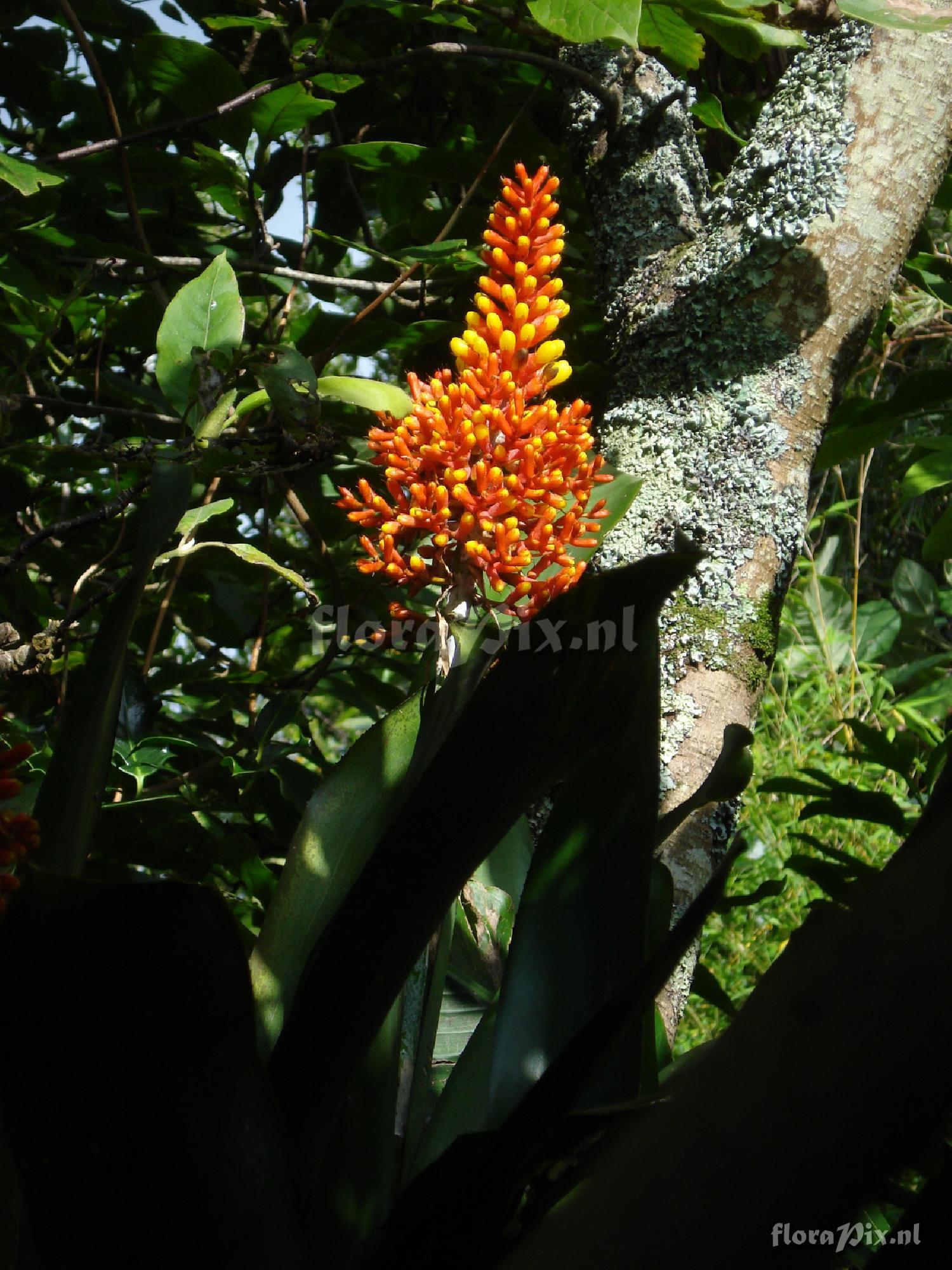 Aechmea caudata var. variegata