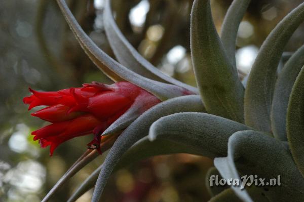 Tillandsia edithae