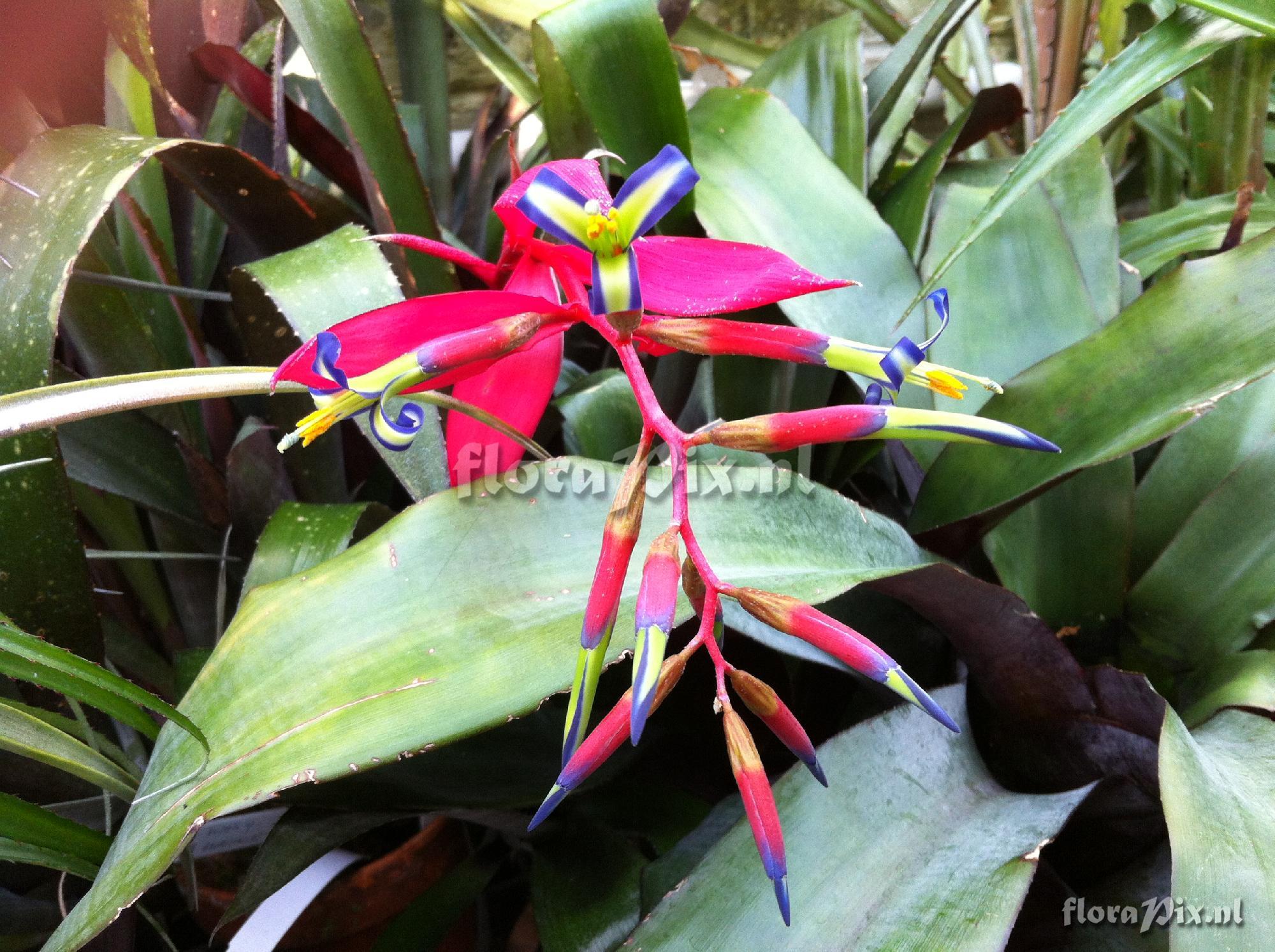 Billbergia nutans hybrid