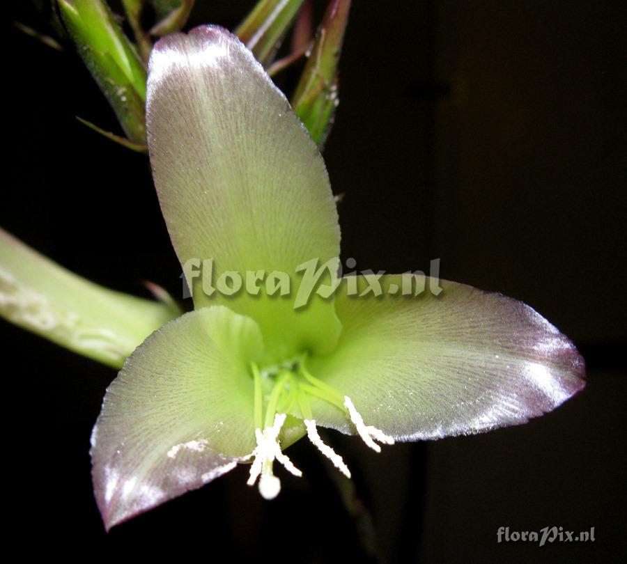 Pitcairnia cf. abundans