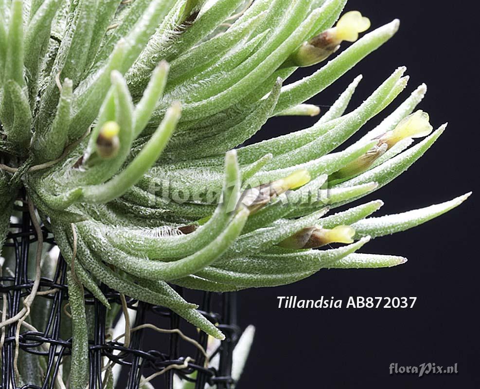 Tillandsia capillaris