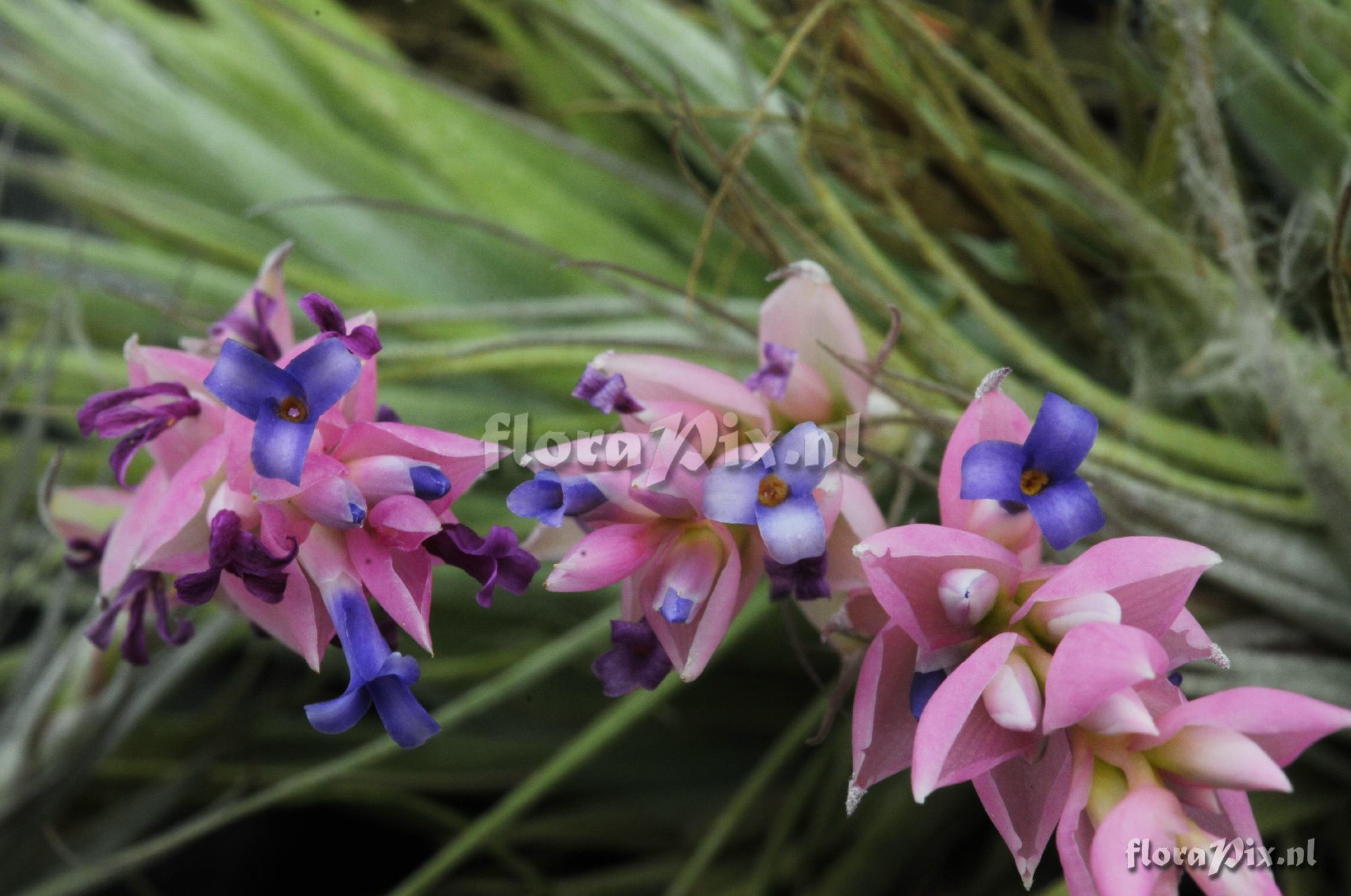 Tillandsia catimbauensis