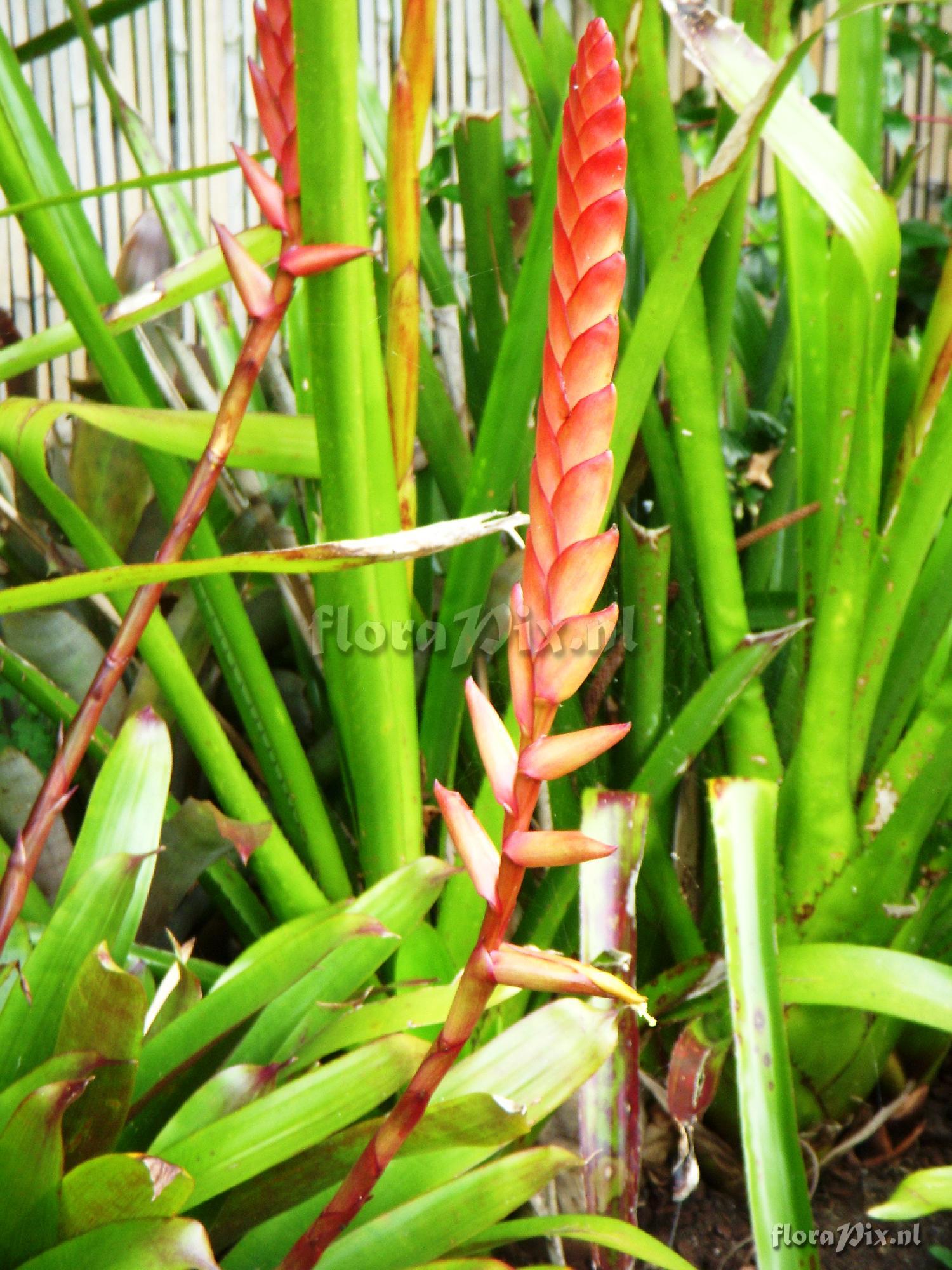 Vriesea psittacina X V. platynema.