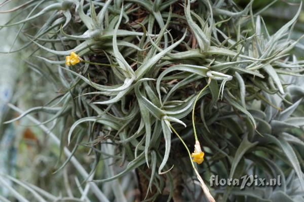 Tillandsia funenbris