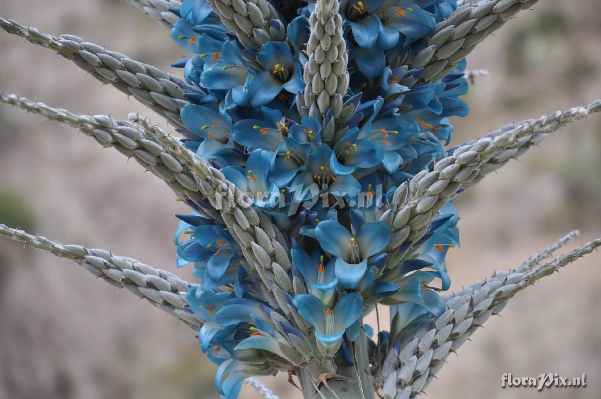 Puya weddelliana