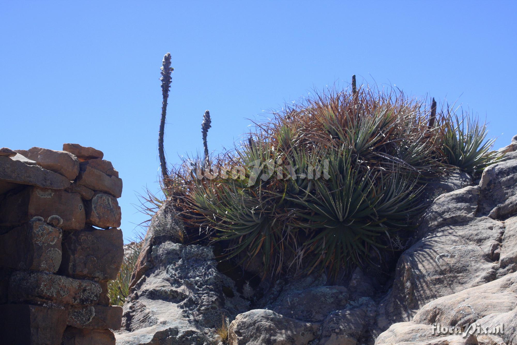 Puya spec.