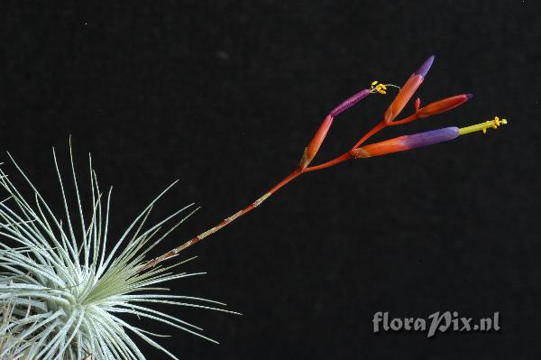 Tillandsia fuchsii