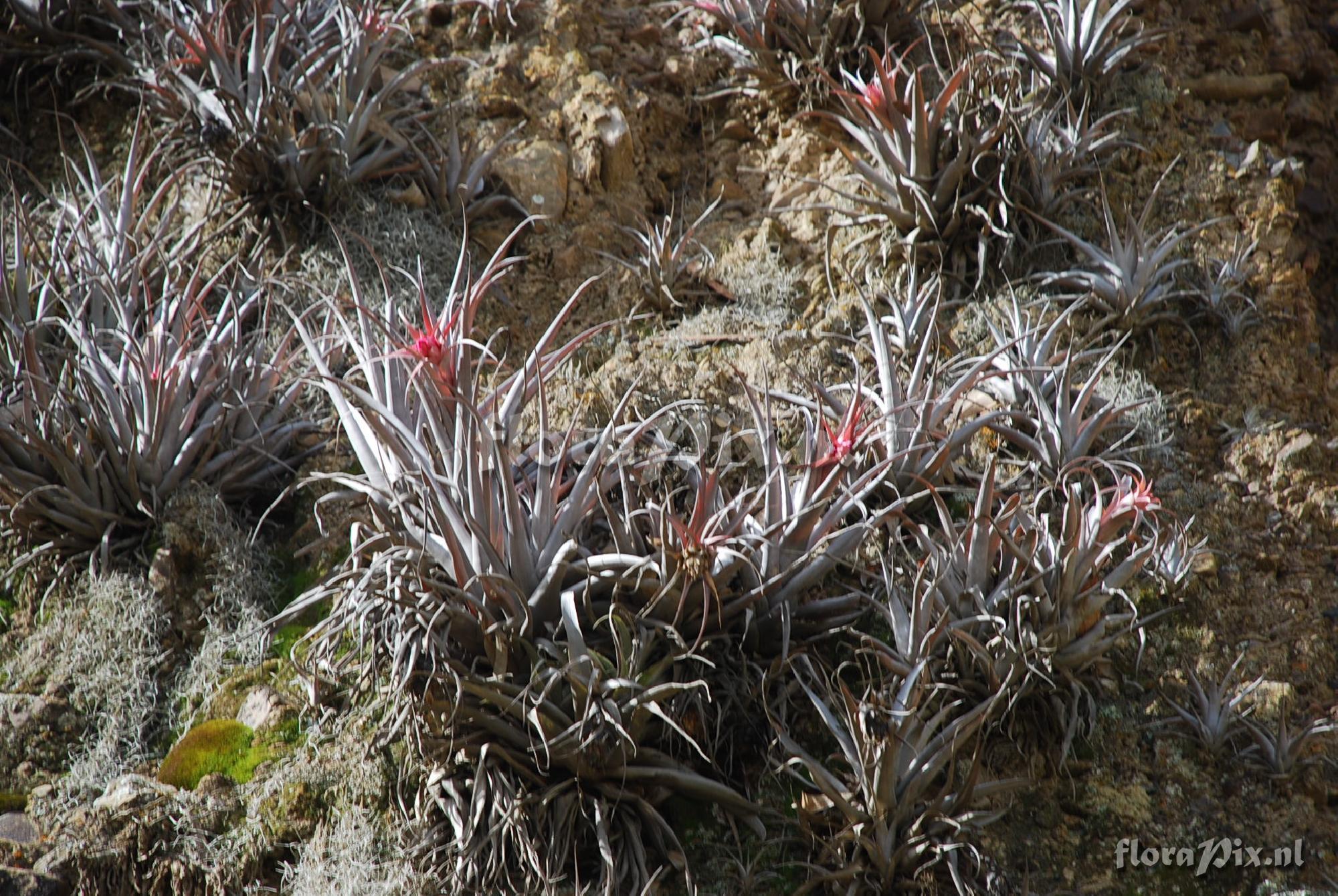 Tillandsia sphaerocephala