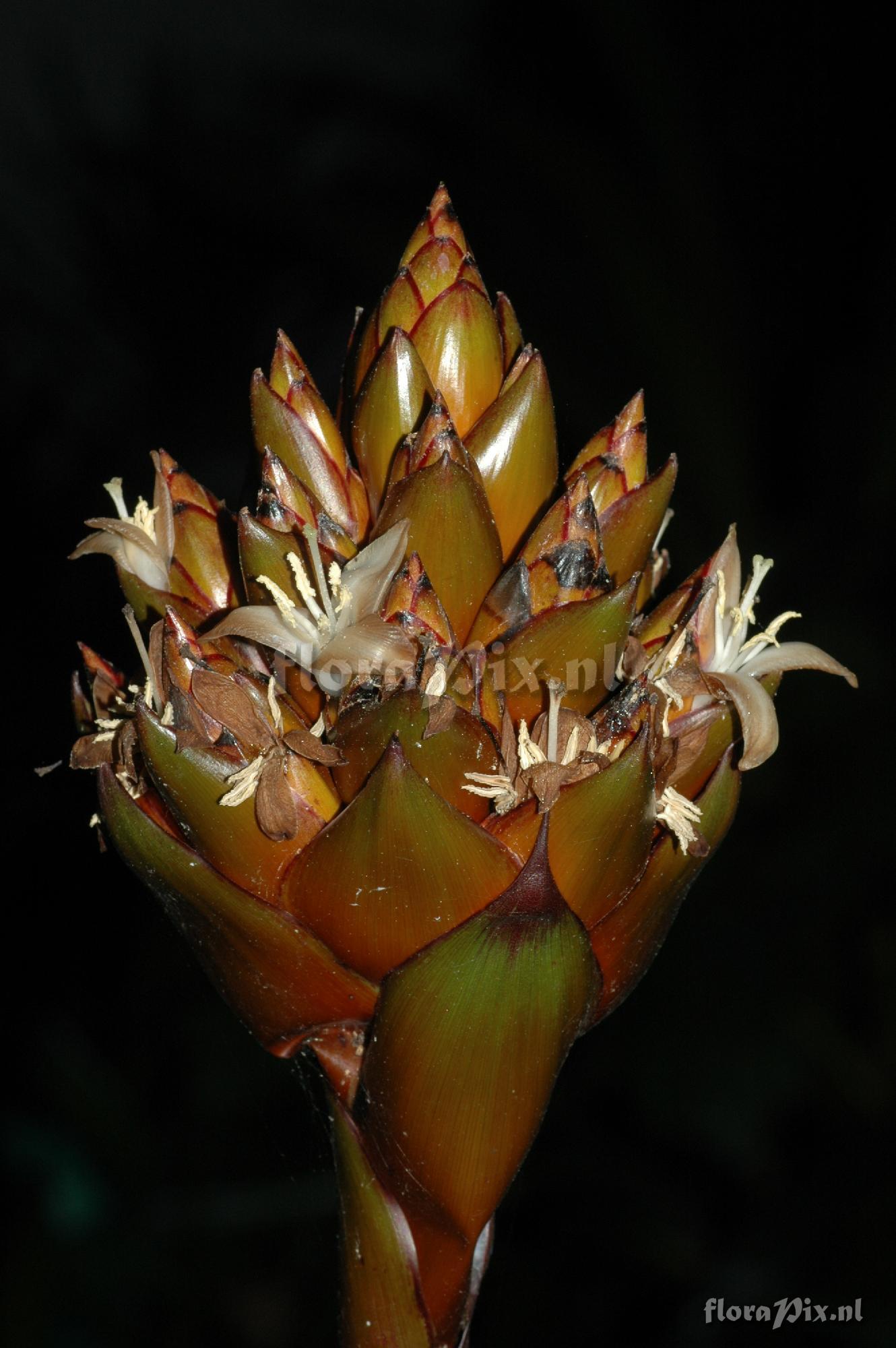 Guzmania inkaterrae