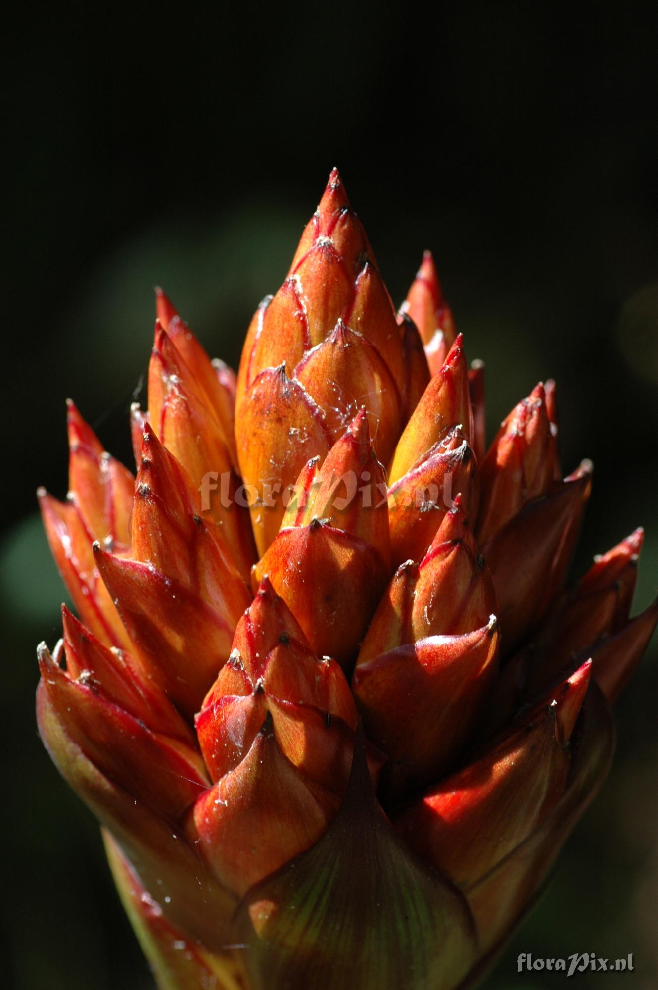 Guzmania inkaterrae