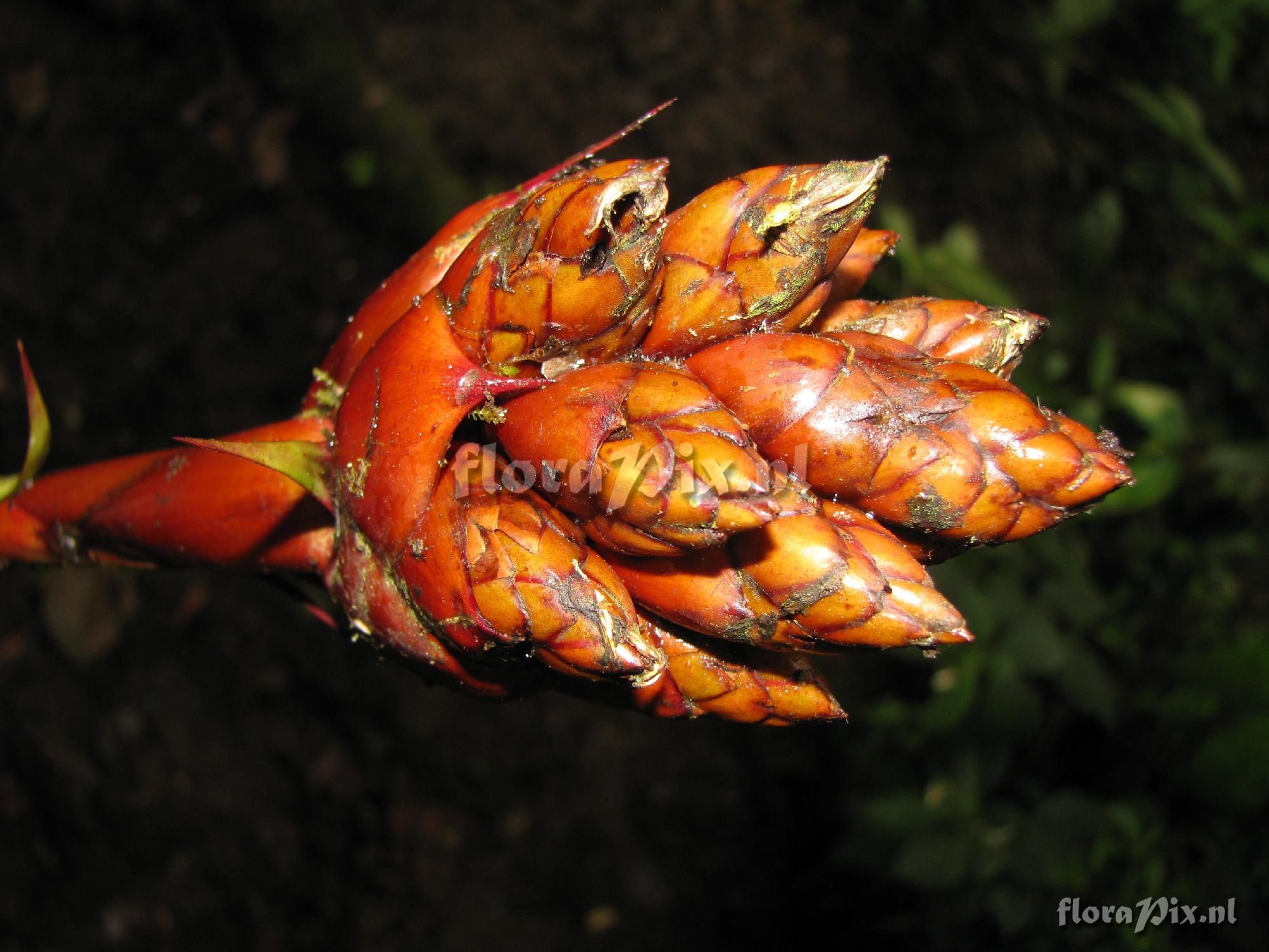 Guzmania inkaterrae