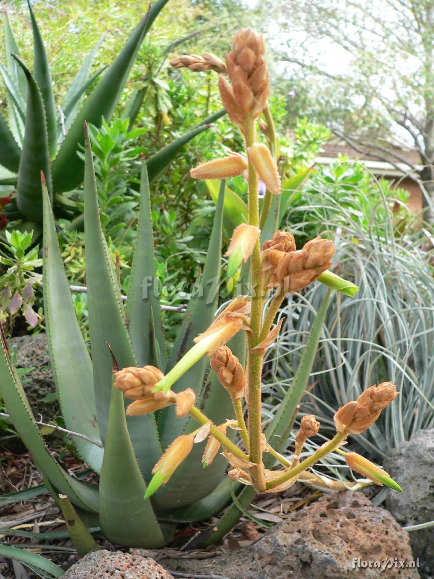 Pitcairnia herrerae