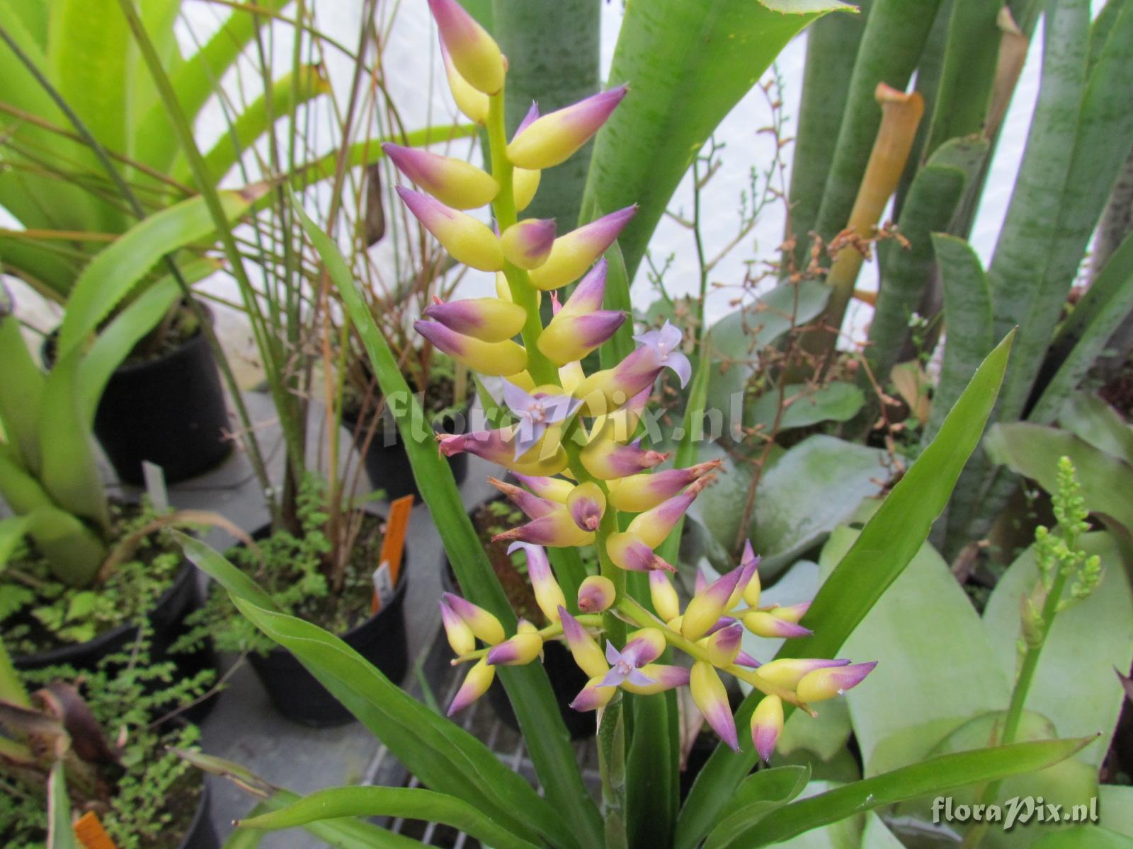 Aechmea subintegerimma