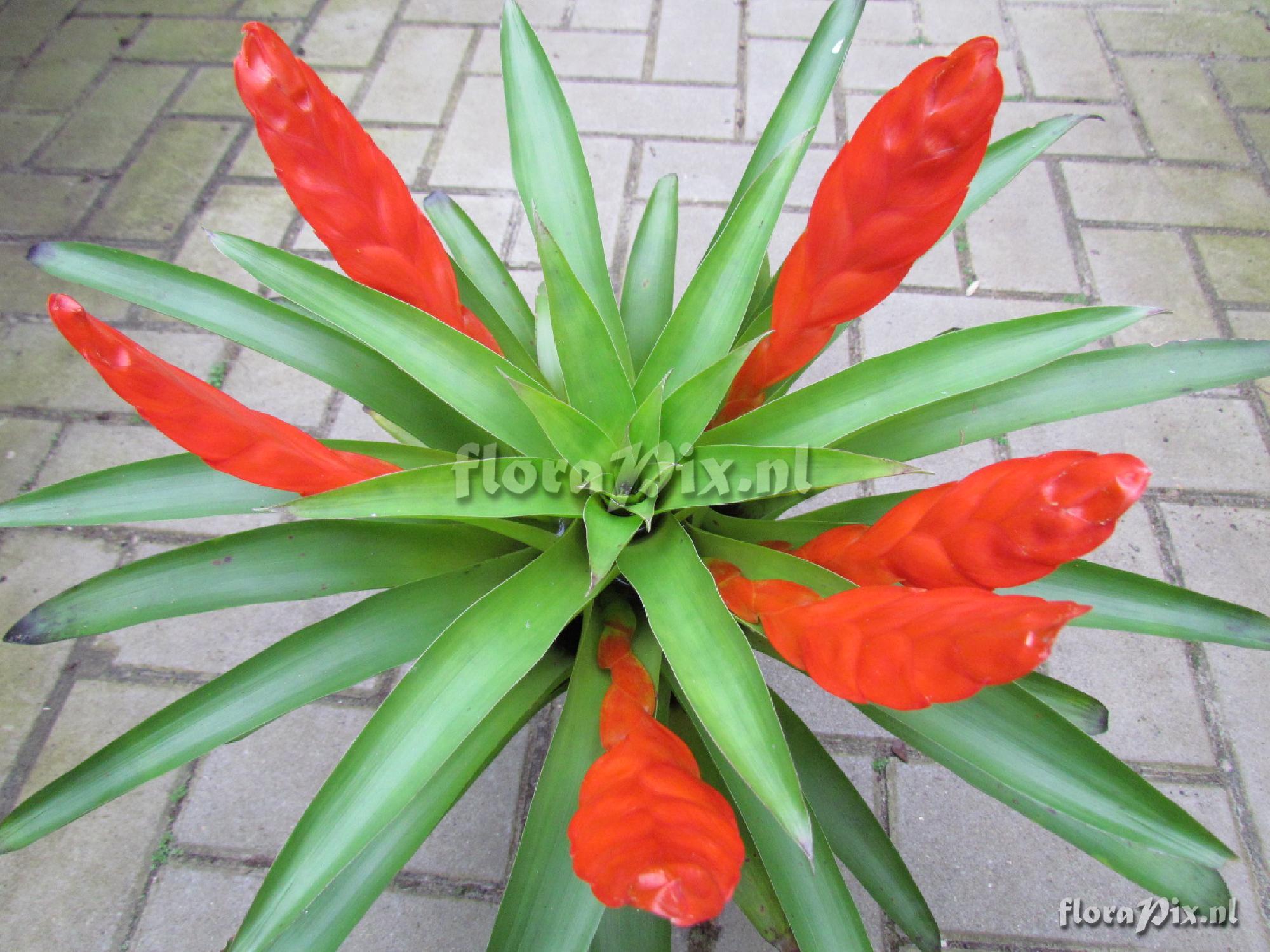 Tillandsia multicaulis