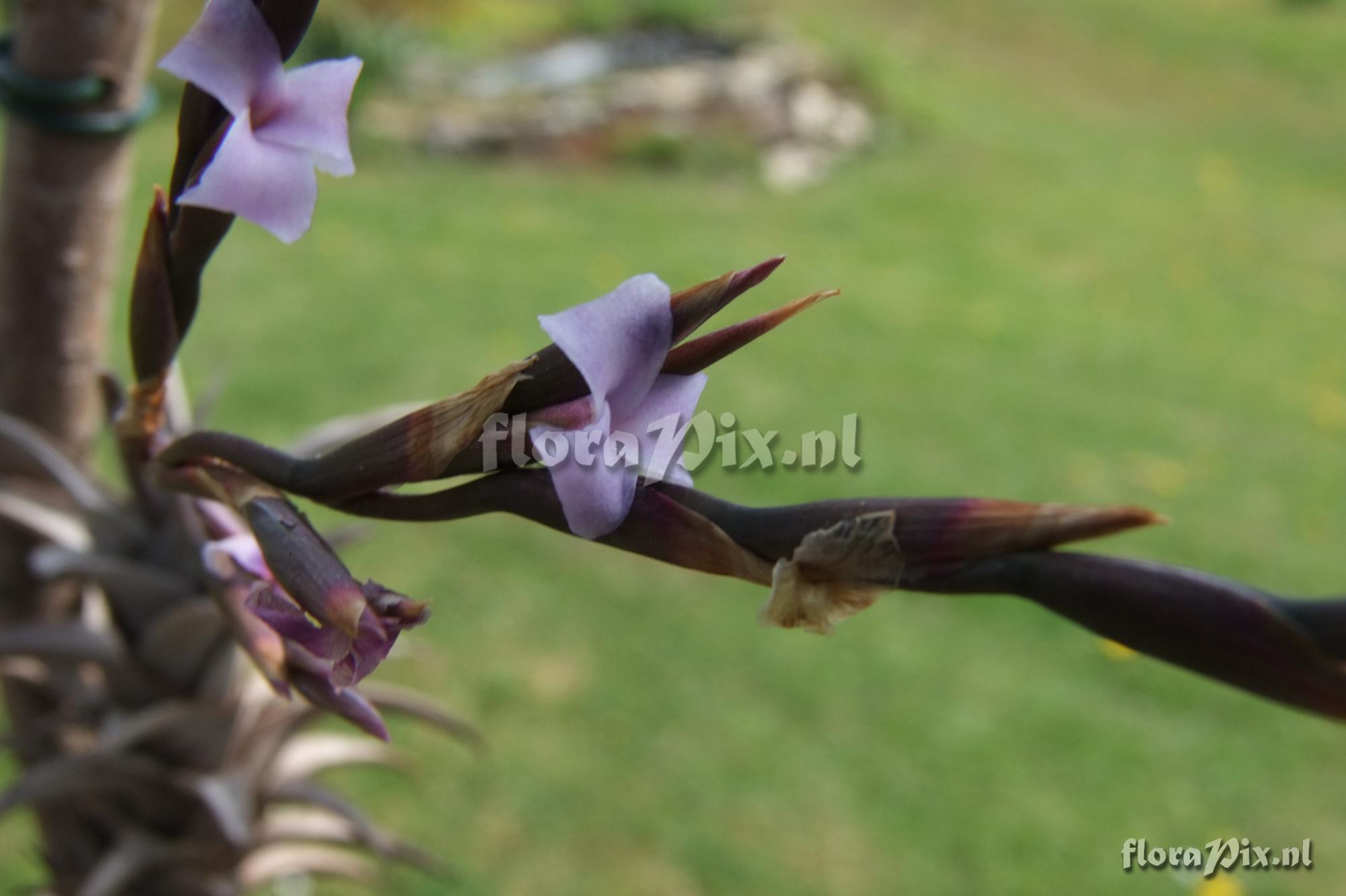 Tillandsia peiranoi (BOE00280)