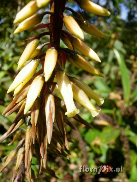 Pitcairnia bicolor?