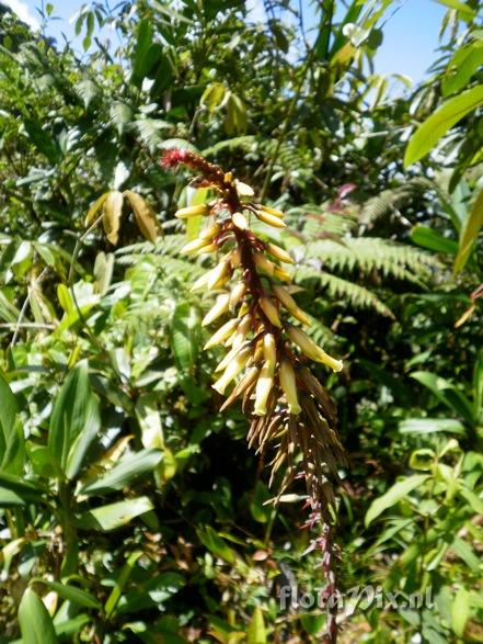 Pitcairnia bicolor?