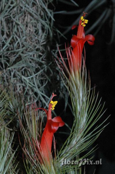 Tillandsia funciana