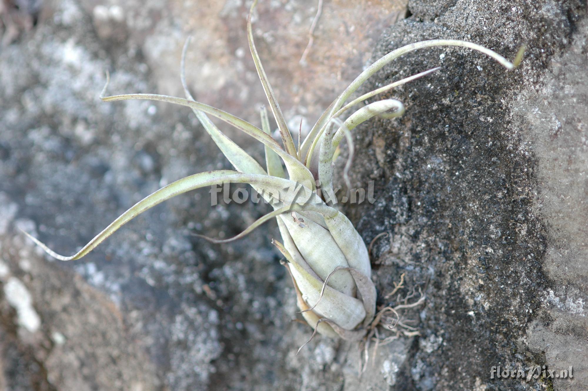 Tillandsia flexuosa