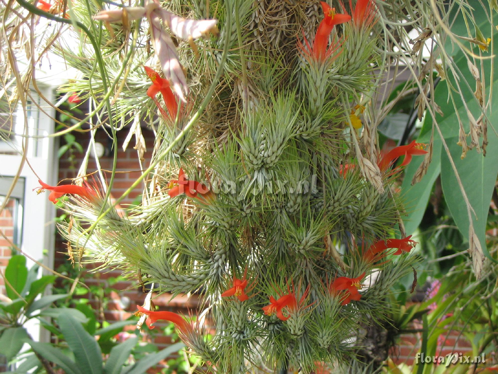 Tillandsia funckiana