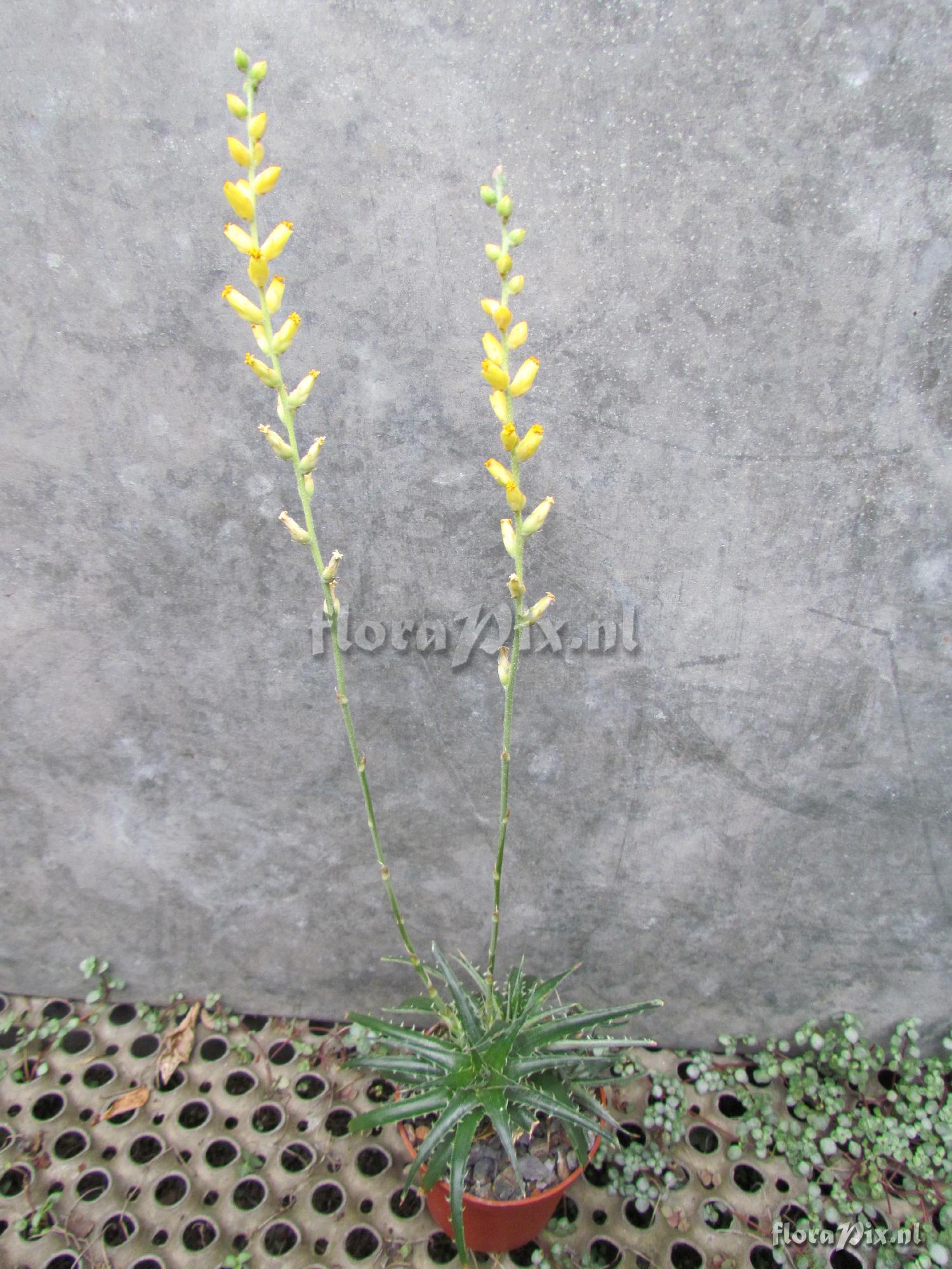 Dyckia species