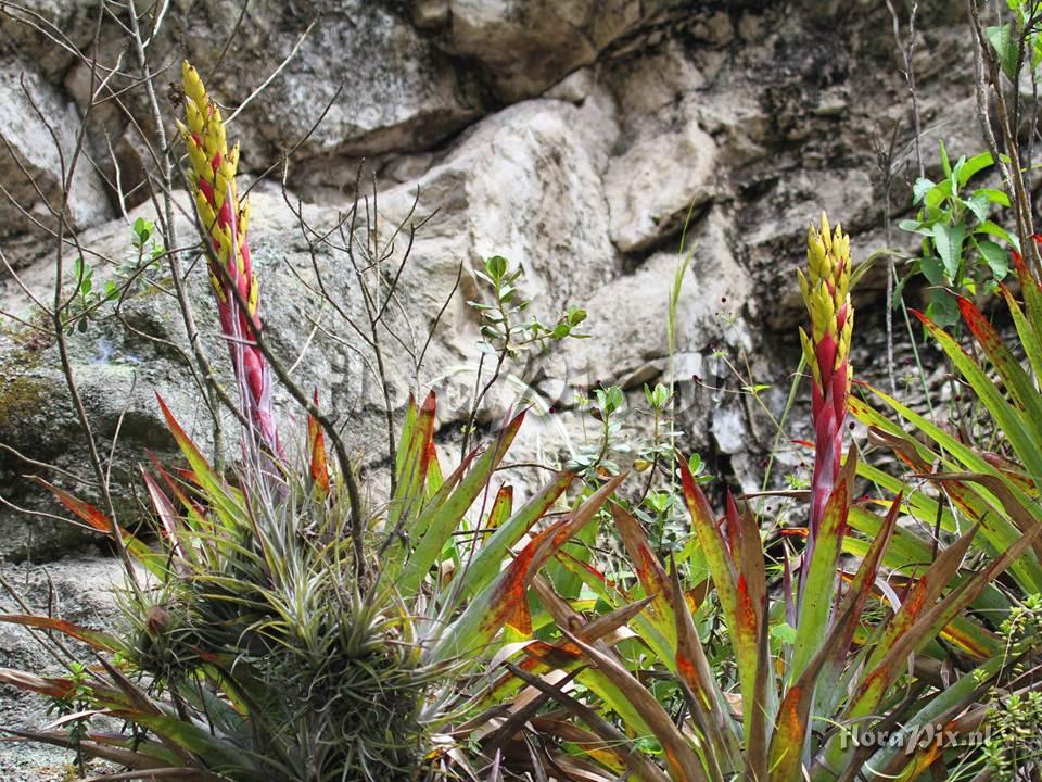 Tillandsia ?