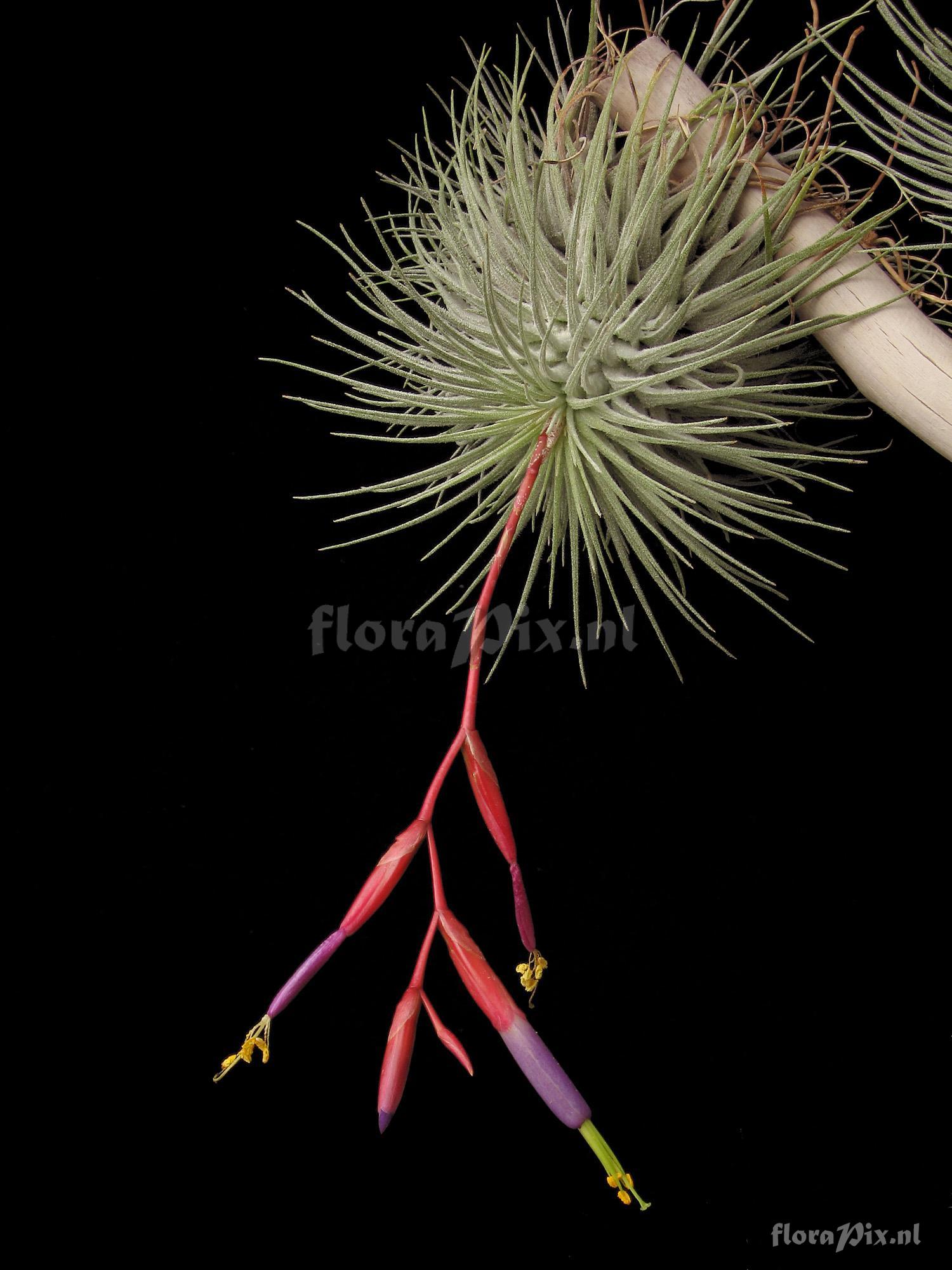 Tillandsia fuchsii var. fuchsii