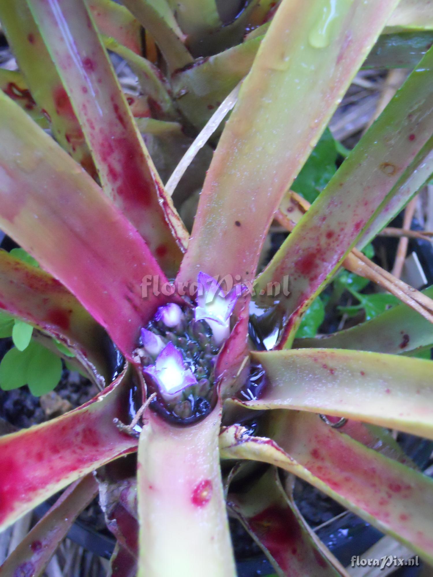 Neoregelia 