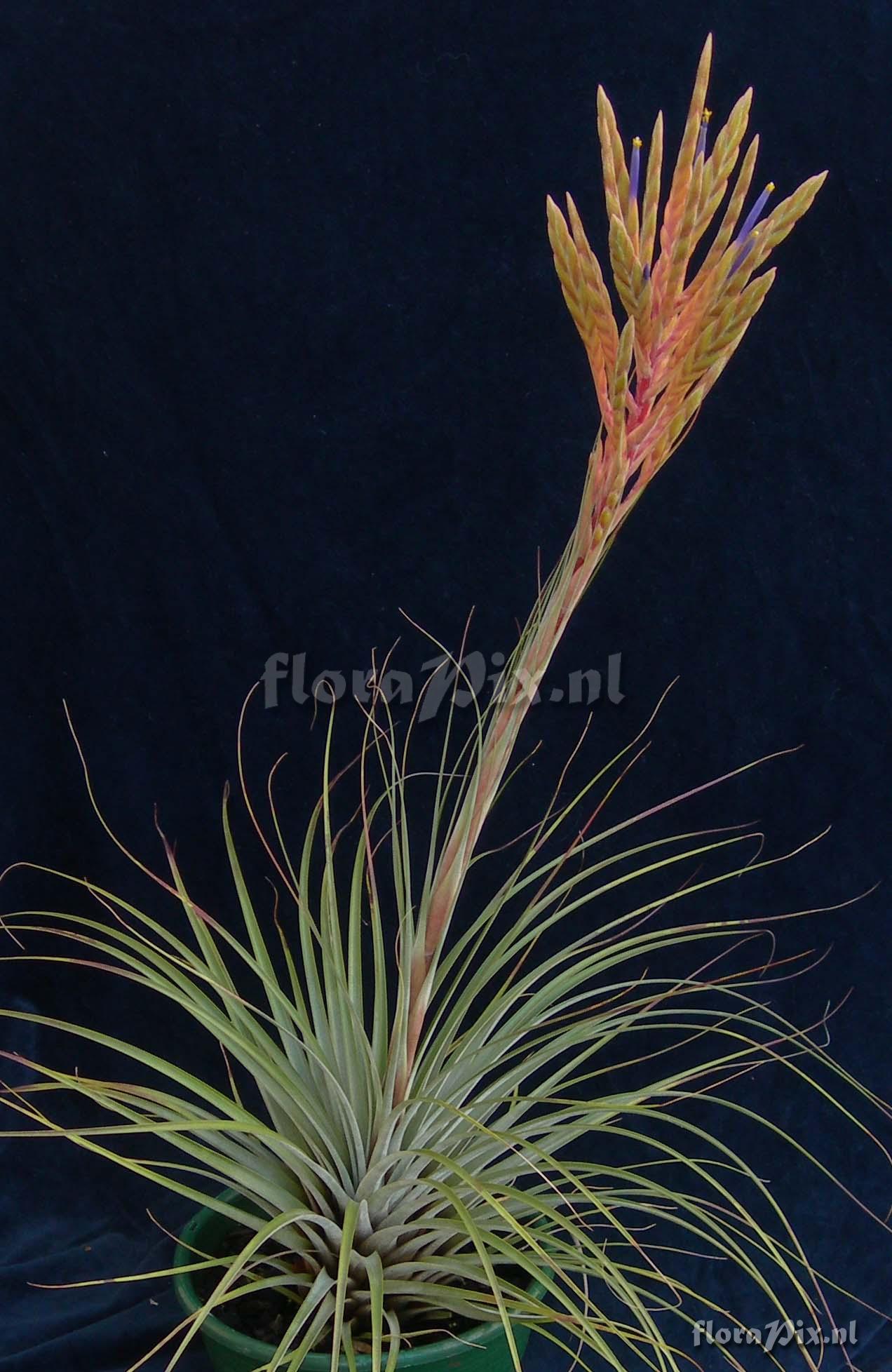 Tillandsia cf hybrid